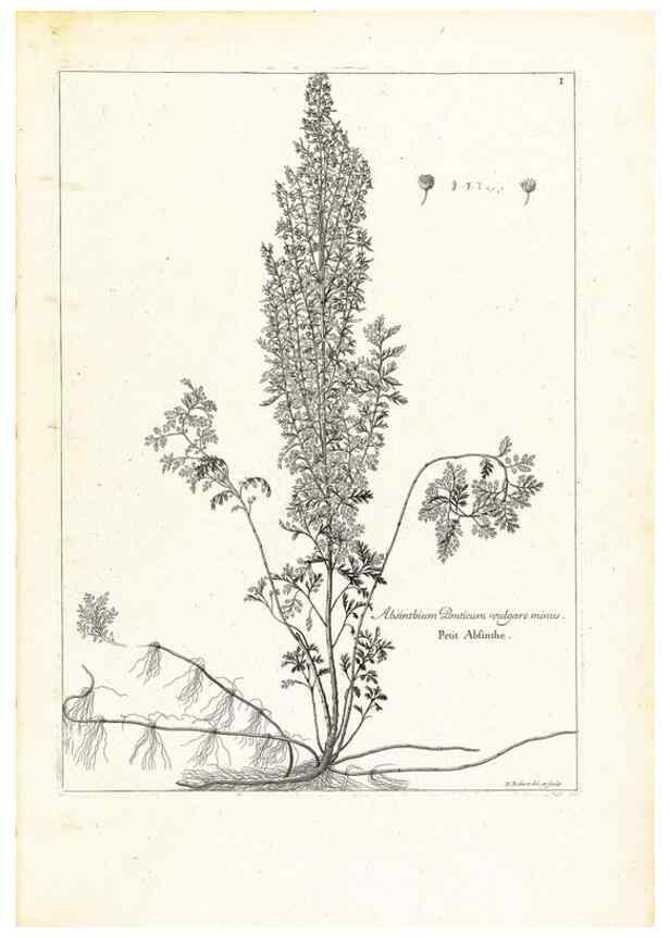 Reproducción/Reproduction 48583596326: [Recueil des plantes dessinées et gravées par ordre du roi Louis XIV].. Paris :Impr. royale,1786. 