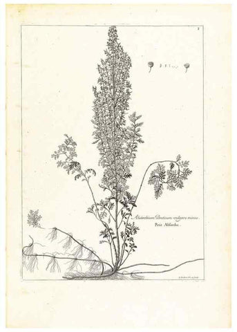 Reproducción/Reproduction 48583596326: [Recueil des plantes dessinées et gravées par ordre du roi Louis XIV].. Paris :Impr. royale,1786. 