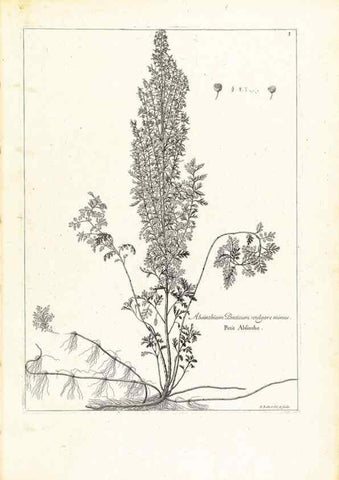 Reproducción/Reproduction 48583596326: [Recueil des plantes dessinées et gravées par ordre du roi Louis XIV].. Paris :Impr. royale,1786. 