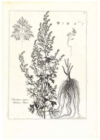 Reproducción/Reproduction 48583596706: [Recueil des plantes dessinées et gravées par ordre du roi Louis XIV].. Paris :Impr. royale,1786. 