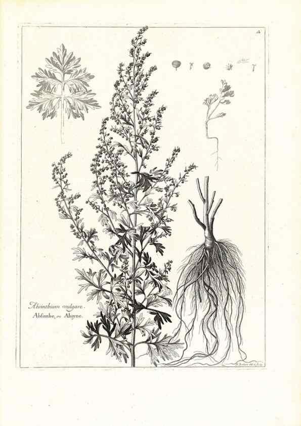 Reproducción/Reproduction 48583596706: [Recueil des plantes dessinées et gravées par ordre du roi Louis XIV].. Paris :Impr. royale,1786. 