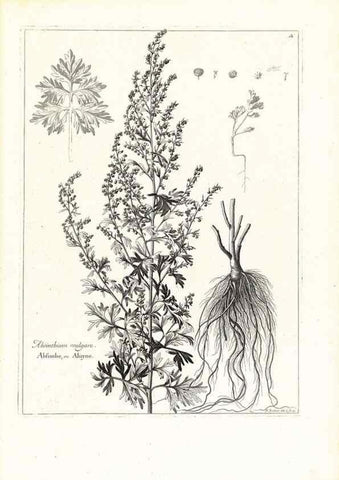 Reproducción/Reproduction 48583596706: [Recueil des plantes dessinées et gravées par ordre du roi Louis XIV].. Paris :Impr. royale,1786. 
