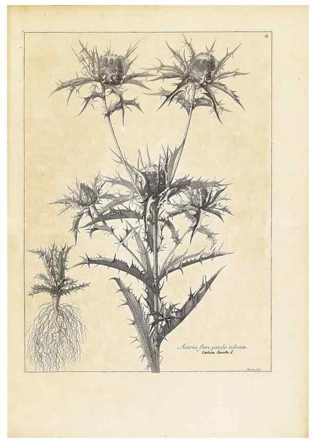 Reproducción/Reproduction 48583597521: [Recueil des plantes dessinées et gravées par ordre du roi Louis XIV].. Paris :Impr. royale,1786. 