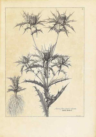 Reproducción/Reproduction 48583597521: [Recueil des plantes dessinées et gravées par ordre du roi Louis XIV].. Paris :Impr. royale,1786. 
