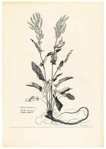 Reproducción/Reproduction 48583749737: [Recueil des plantes dessinées et gravées par ordre du roi Louis XIV].. Paris :Impr. royale,1786. 