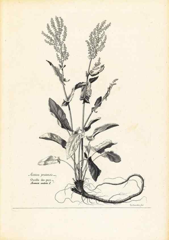 Reproducción/Reproduction 48583749737: [Recueil des plantes dessinées et gravées par ordre du roi Louis XIV].. Paris :Impr. royale,1786. 