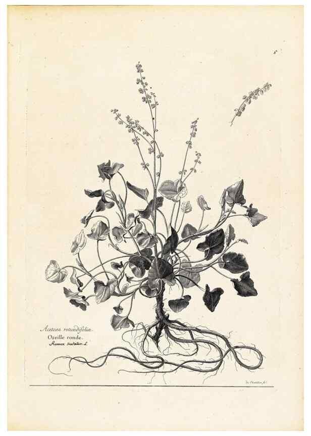 Reproducción/Reproduction 48583598311: [Recueil des plantes dessinées et gravées par ordre du roi Louis XIV].. Paris :Impr. royale,1786. 