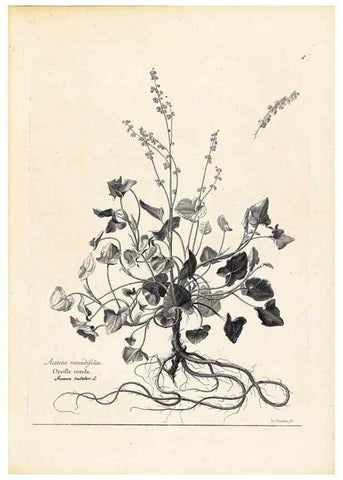 Reproducción/Reproduction 48583598311: [Recueil des plantes dessinées et gravées par ordre du roi Louis XIV].. Paris :Impr. royale,1786. 