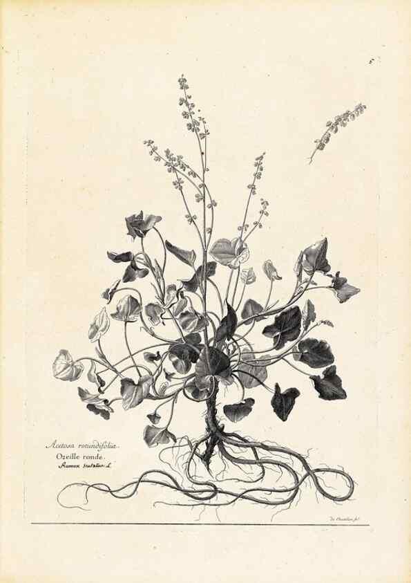 Reproducción/Reproduction 48583598311: [Recueil des plantes dessinées et gravées par ordre du roi Louis XIV].. Paris :Impr. royale,1786. 