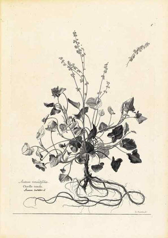 Reproducción/Reproduction 48583598311: [Recueil des plantes dessinées et gravées par ordre du roi Louis XIV].. Paris :Impr. royale,1786. 