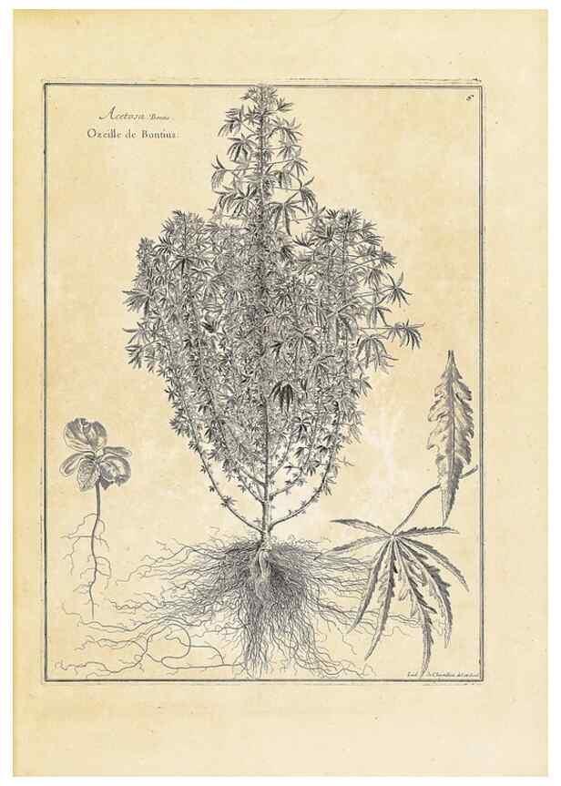 Reproducción/Reproduction 48583750707: [Recueil des plantes dessinées et gravées par ordre du roi Louis XIV].. Paris :Impr. royale,1786. 