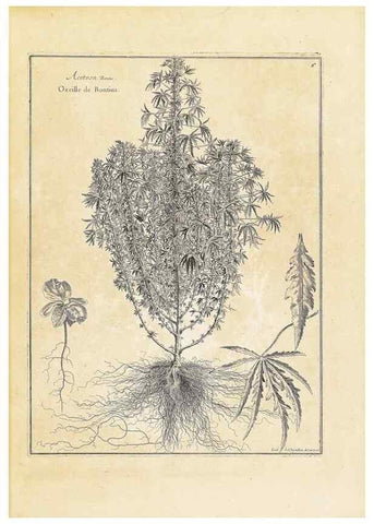 Reproducción/Reproduction 48583750707: [Recueil des plantes dessinées et gravées par ordre du roi Louis XIV].. Paris :Impr. royale,1786. 