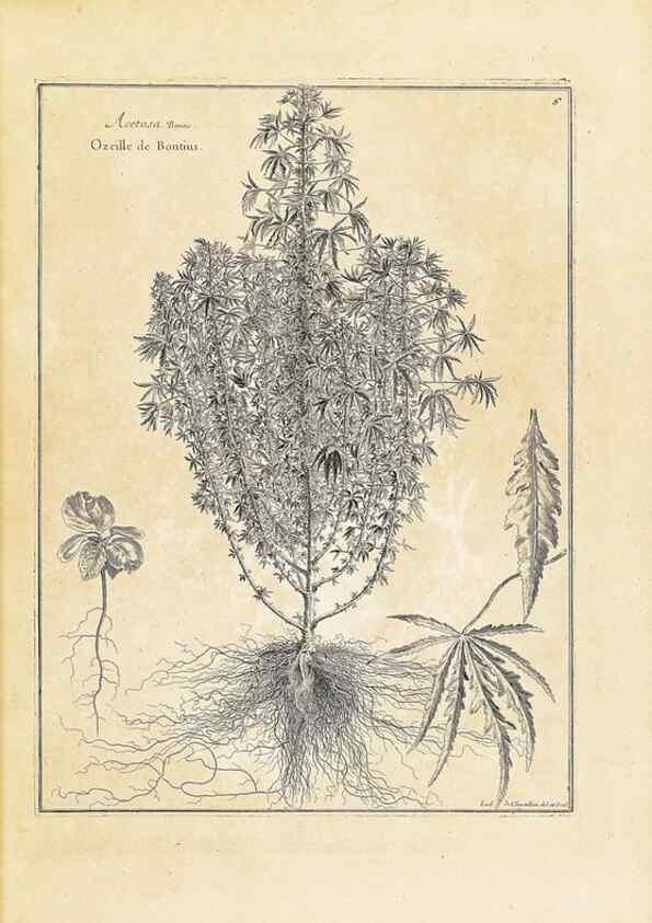 Reproducción/Reproduction 48583750707: [Recueil des plantes dessinées et gravées par ordre du roi Louis XIV].. Paris :Impr. royale,1786. 