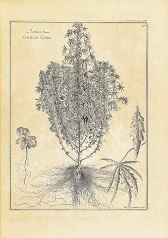 Reproducción/Reproduction 48583750707: [Recueil des plantes dessinées et gravées par ordre du roi Louis XIV].. Paris :Impr. royale,1786. 