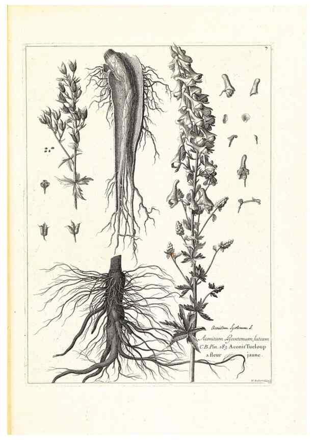 Reproducción/Reproduction 48583751167: [Recueil des plantes dessinées et gravées par ordre du roi Louis XIV].. Paris :Impr. royale,1786. 