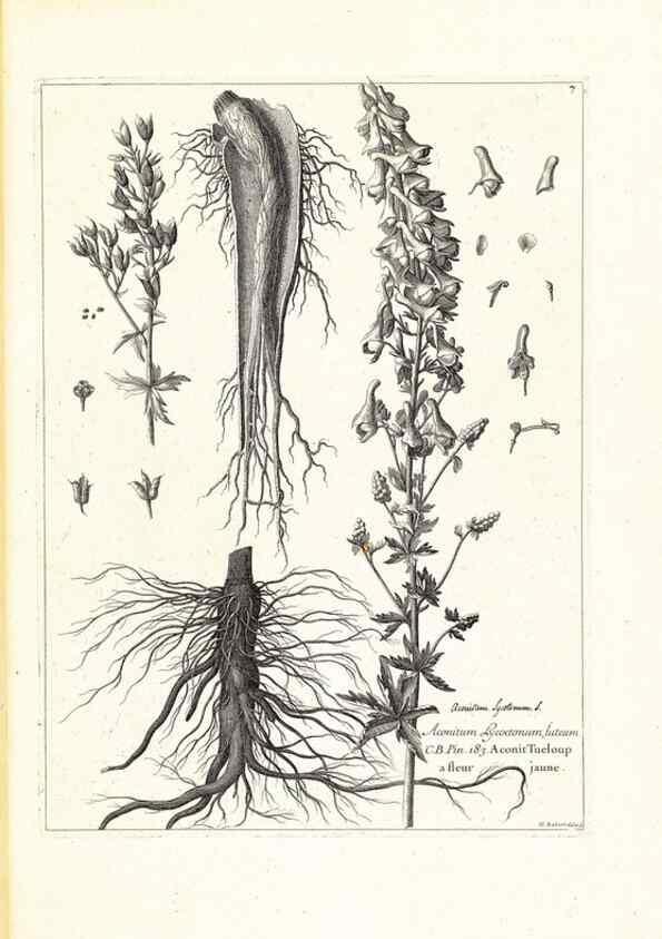 Reproducción/Reproduction 48583751167: [Recueil des plantes dessinées et gravées par ordre du roi Louis XIV].. Paris :Impr. royale,1786. 