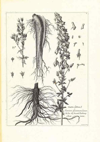 Reproducción/Reproduction 48583751167: [Recueil des plantes dessinées et gravées par ordre du roi Louis XIV].. Paris :Impr. royale,1786. 