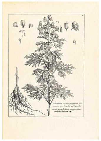 Reproducción/Reproduction 48583599691: [Recueil des plantes dessinées et gravées par ordre du roi Louis XIV].. Paris :Impr. royale,1786. 