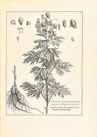 Reproducción/Reproduction 48583599691: [Recueil des plantes dessinées et gravées par ordre du roi Louis XIV].. Paris :Impr. royale,1786. 