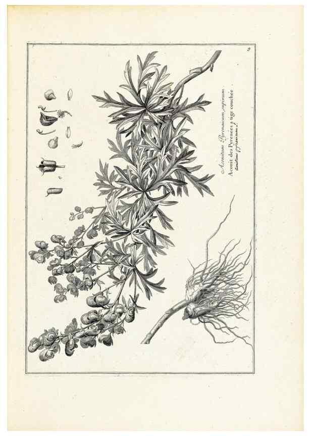 Reproducción/Reproduction 48583752202: [Recueil des plantes dessinées et gravées par ordre du roi Louis XIV].. Paris :Impr. royale,1786. 