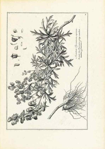 Reproducción/Reproduction 48583752202: [Recueil des plantes dessinées et gravées par ordre du roi Louis XIV].. Paris :Impr. royale,1786. 