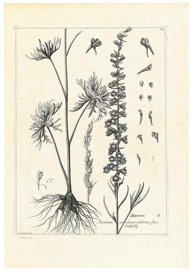Reproducción/Reproduction 48583752687: [Recueil des plantes dessinées et gravées par ordre du roi Louis XIV].. Paris :Impr. royale,1786. 