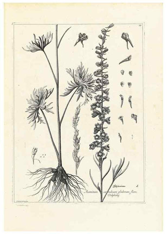 Reproducción/Reproduction 48583752687: [Recueil des plantes dessinées et gravées par ordre du roi Louis XIV].. Paris :Impr. royale,1786. 