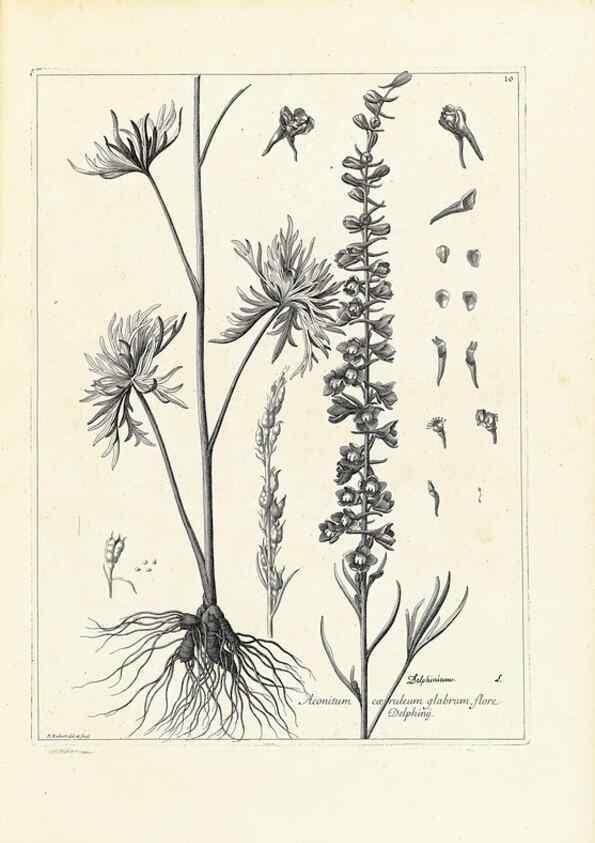 Reproducción/Reproduction 48583752687: [Recueil des plantes dessinées et gravées par ordre du roi Louis XIV].. Paris :Impr. royale,1786. 