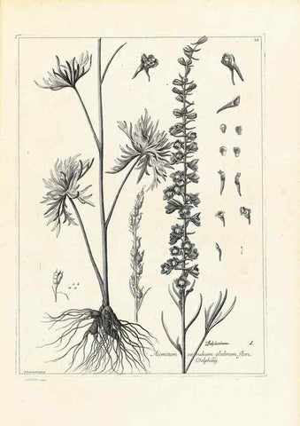 Reproducción/Reproduction 48583752687: [Recueil des plantes dessinées et gravées par ordre du roi Louis XIV].. Paris :Impr. royale,1786. 