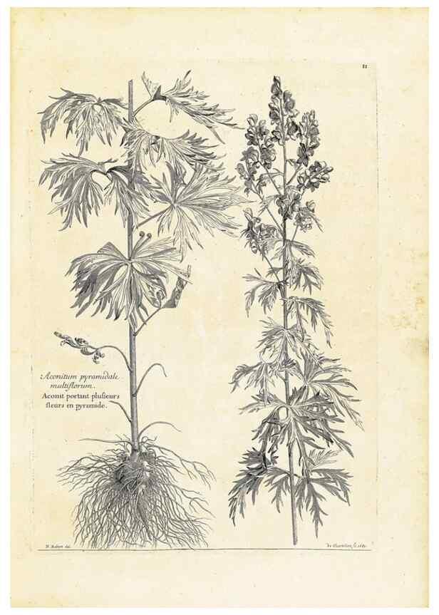 Reproducción/Reproduction 48583753207: [Recueil des plantes dessinées et gravées par ordre du roi Louis XIV].. Paris :Impr. royale,1786. 
