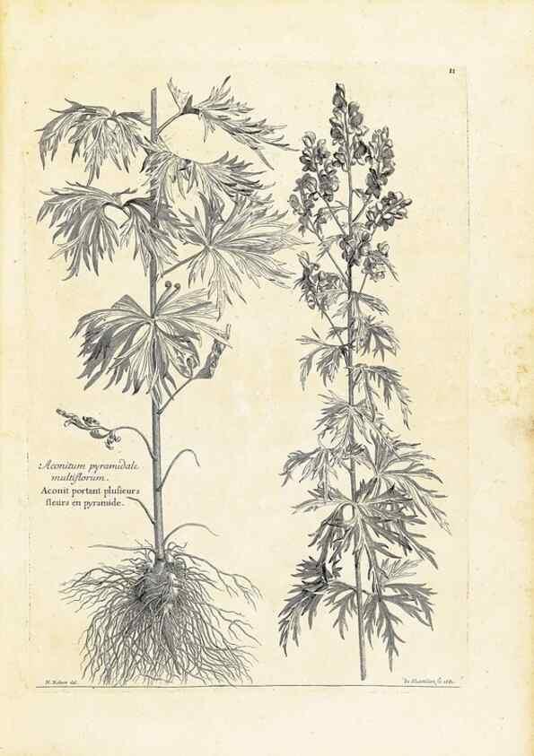 Reproducción/Reproduction 48583753207: [Recueil des plantes dessinées et gravées par ordre du roi Louis XIV].. Paris :Impr. royale,1786. 