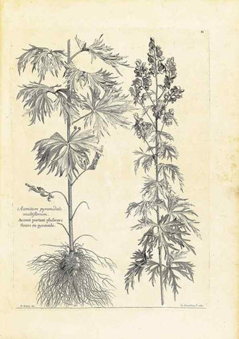 Reproducción/Reproduction 48583753207: [Recueil des plantes dessinées et gravées par ordre du roi Louis XIV].. Paris :Impr. royale,1786. 