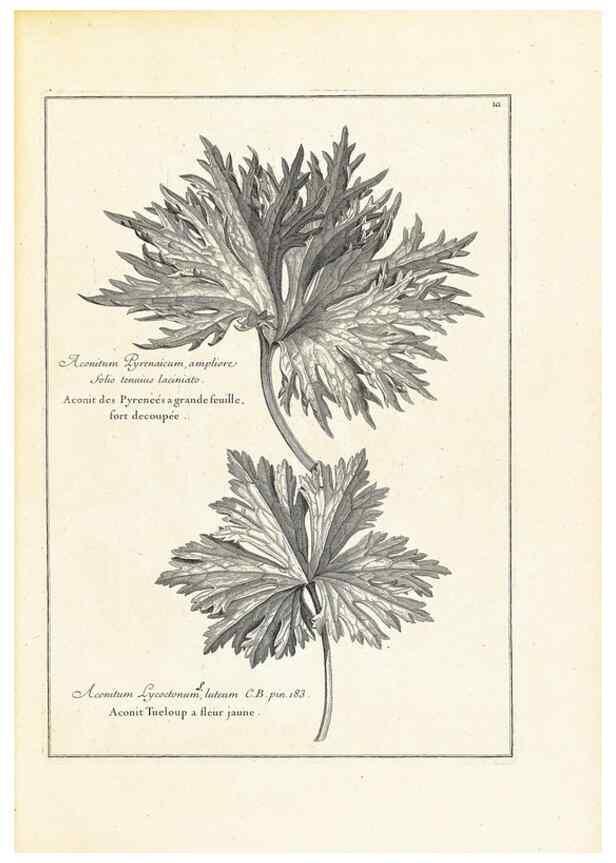 Reproducción/Reproduction 48583753932: [Recueil des plantes dessinées et gravées par ordre du roi Louis XIV].. Paris :Impr. royale,1786. 
