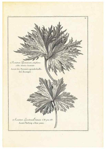 Reproducción/Reproduction 48583753932: [Recueil des plantes dessinées et gravées par ordre du roi Louis XIV].. Paris :Impr. royale,1786. 