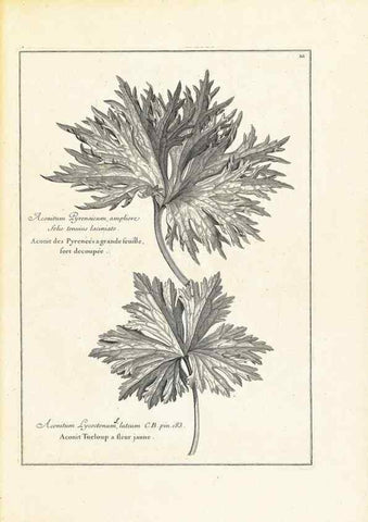 Reproducción/Reproduction 48583753932: [Recueil des plantes dessinées et gravées par ordre du roi Louis XIV].. Paris :Impr. royale,1786. 