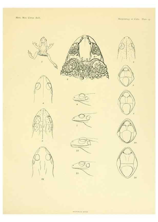 Reproducción/Reproduction 48575085266: The herpetology of Cuba /. Cambridge :Printed for the Museum,1919.. 
