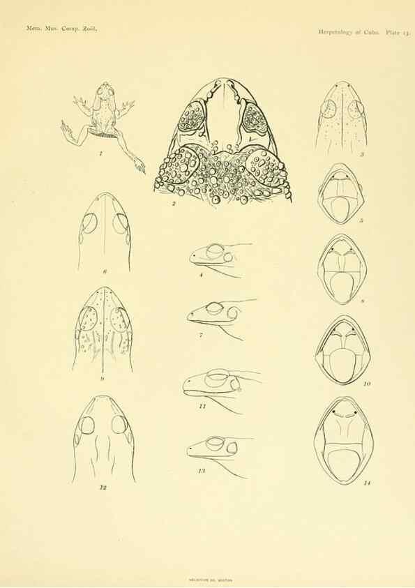 Reproducción/Reproduction 48575085266: The herpetology of Cuba /. Cambridge :Printed for the Museum,1919.. 