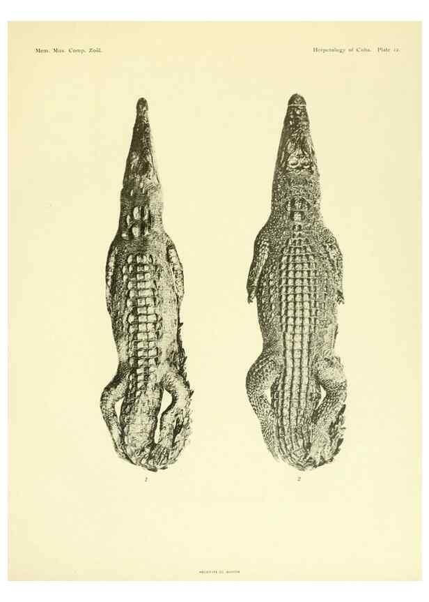 Reproducción/Reproduction 48575084796: The herpetology of Cuba /. Cambridge :Printed for the Museum,1919.. 