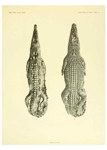 Reproducción/Reproduction 48575084796: The herpetology of Cuba /. Cambridge :Printed for the Museum,1919.. 