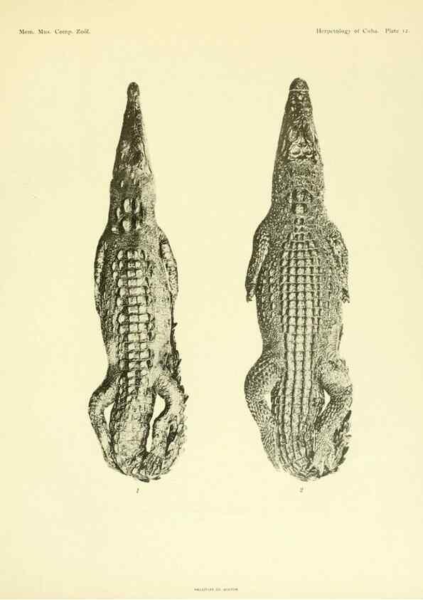 Reproducción/Reproduction 48575084796: The herpetology of Cuba /. Cambridge :Printed for the Museum,1919.. 