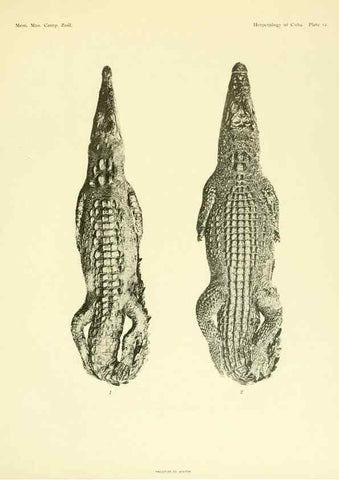 Reproducción/Reproduction 48575084796: The herpetology of Cuba /. Cambridge :Printed for the Museum,1919.. 