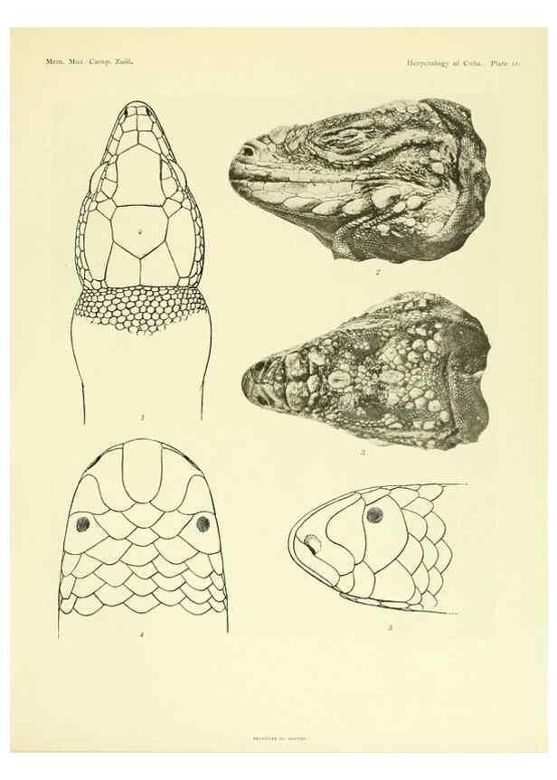 Reproducción/Reproduction 48575084386: The herpetology of Cuba /. Cambridge :Printed for the Museum,1919.. 
