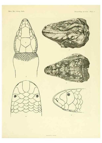 Reproducción/Reproduction 48575084386: The herpetology of Cuba /. Cambridge :Printed for the Museum,1919.. 
