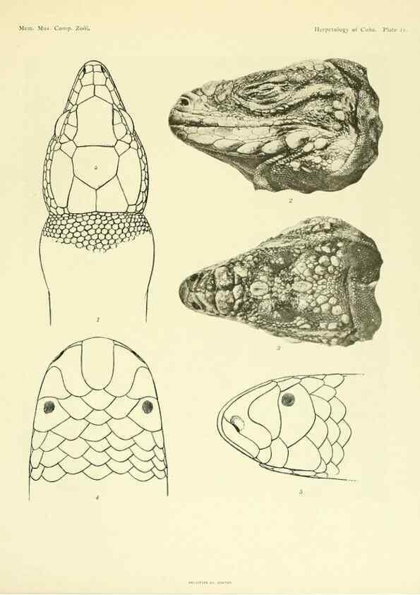 Reproducción/Reproduction 48575084386: The herpetology of Cuba /. Cambridge :Printed for the Museum,1919.. 