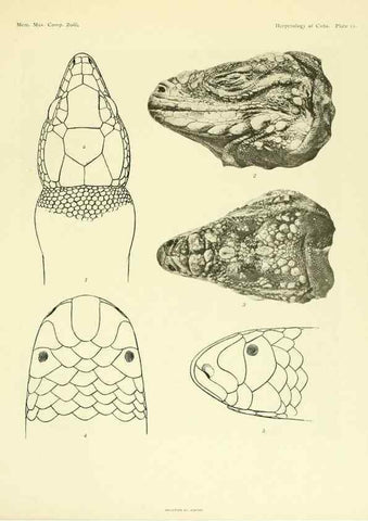 Reproducción/Reproduction 48575084386: The herpetology of Cuba /. Cambridge :Printed for the Museum,1919.. 