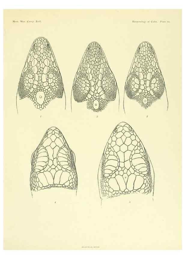 Reproducción/Reproduction 48575083921: The herpetology of Cuba /. Cambridge :Printed for the Museum,1919.. 