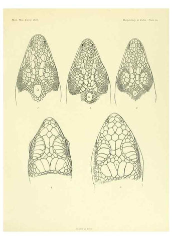 Reproducción/Reproduction 48575083921: The herpetology of Cuba /. Cambridge :Printed for the Museum,1919.. 