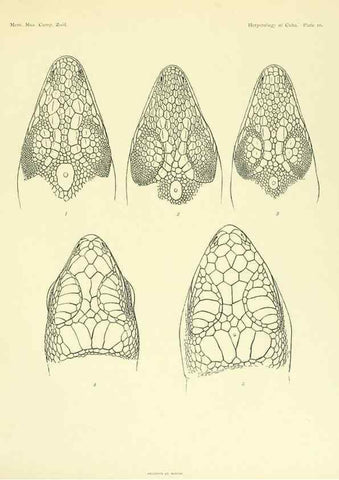 Reproducción/Reproduction 48575083921: The herpetology of Cuba /. Cambridge :Printed for the Museum,1919.. 