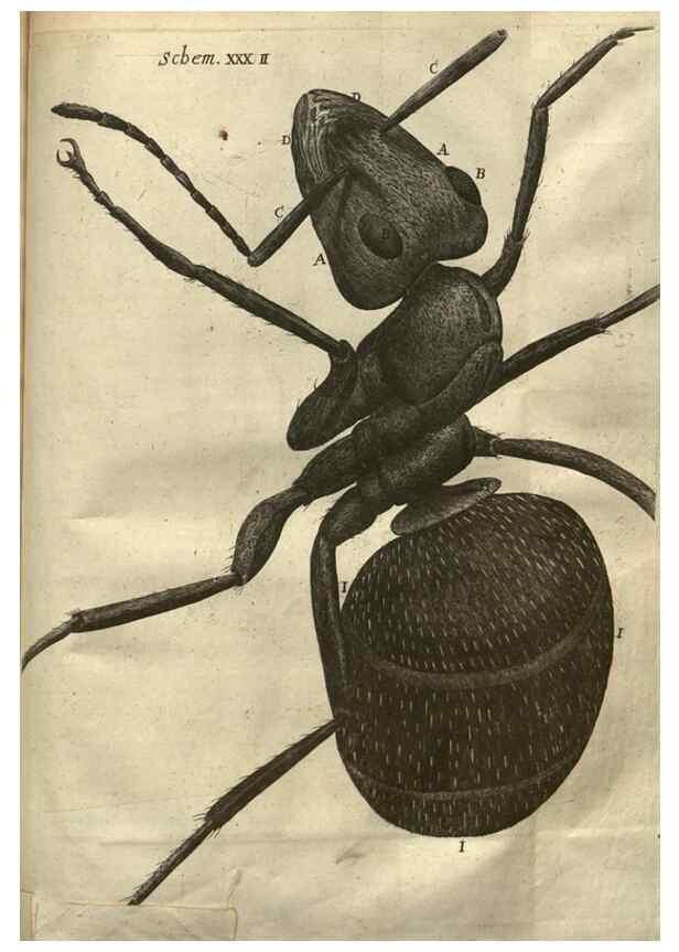 Reproducción/Reproduction 48536405852: Micrographia, or, Some physiological descriptions of minute bodies made by magnifying glasses :. London :Printed by Jo. Martyn and Ja. Allestry, printers to the Royal Society ... ,1665.. 