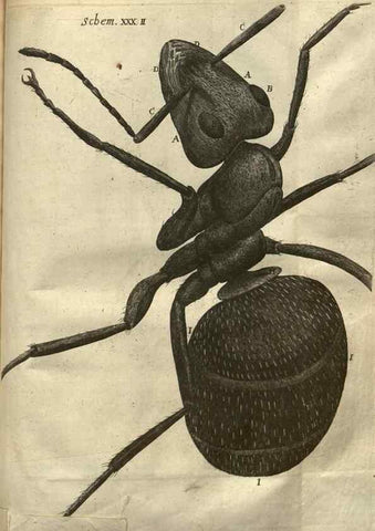 Reproducción/Reproduction 48536405852: Micrographia, or, Some physiological descriptions of minute bodies made by magnifying glasses :. London :Printed by Jo. Martyn and Ja. Allestry, printers to the Royal Society ... ,1665.. 